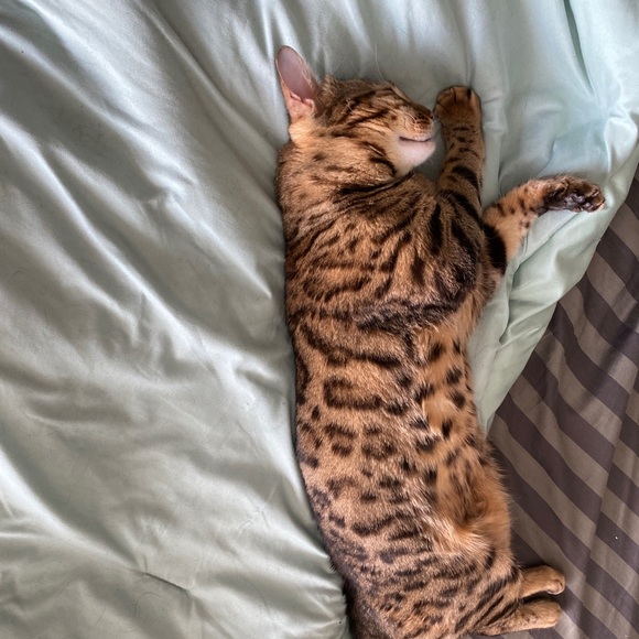 Meet your Posher, George - Picture 1 of 1